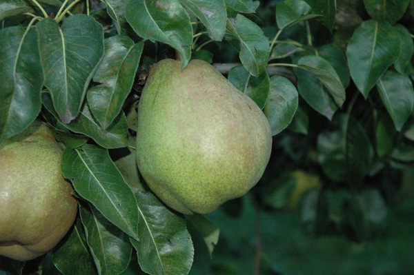Birnbaum Doyenne du Comice | Pyrus | Baumschuleonline