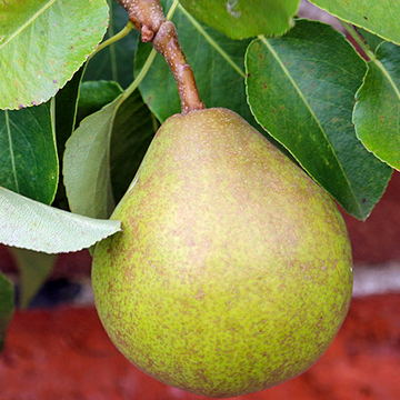 Perenboom Doyenne du Comice Perenboom Doyenne du Comice