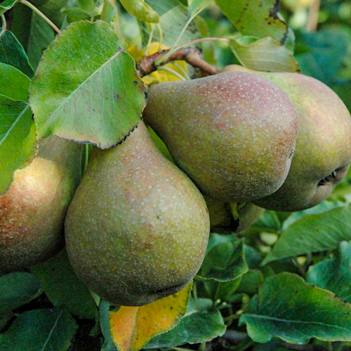 Oude perenboom 'Gieser Wildeman'