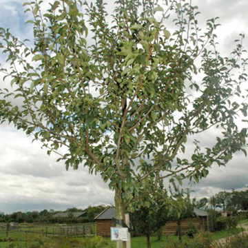 Perenboom Jut Perenboom Jut