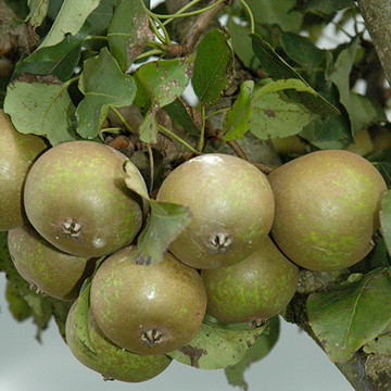 Perenboom Kleipeer/winterjan Perenboom Kleipeer/winterjan