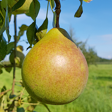 Perenboom Saint Remy Perenboom Saint Remy