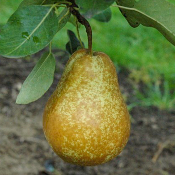 Perenboom Triomphe de Vienne Perenboom Triomphe de Vienne