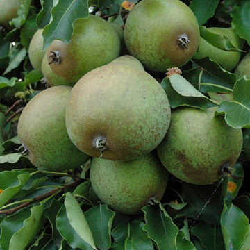 Perenboom Valse IJsbout Perenboom Valse IJsbout