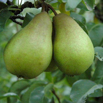 Perenboom Verdi Perenboom Verdi