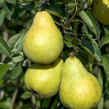 Perenboom Williams Perenboom Williams