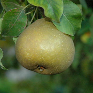 Perenboom Zoete Brederode Perenboom Zoete Brederode