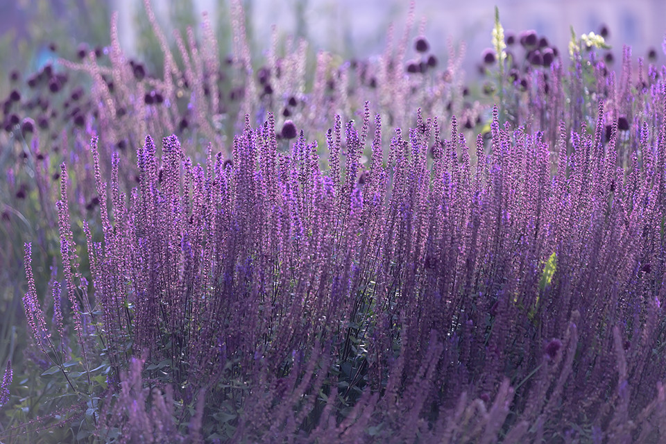 Perovskia ‘Little Spire’ - Russische salie