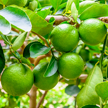 Persische Limette Persische Limette