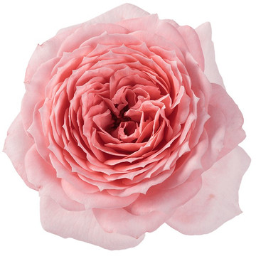 Eetbare roos Sweet bloem Eetbare roos Sweet bloem