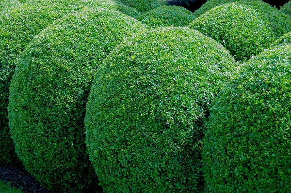knstliches rhrei Veganer Rhrei-Ersatz  Trendbox