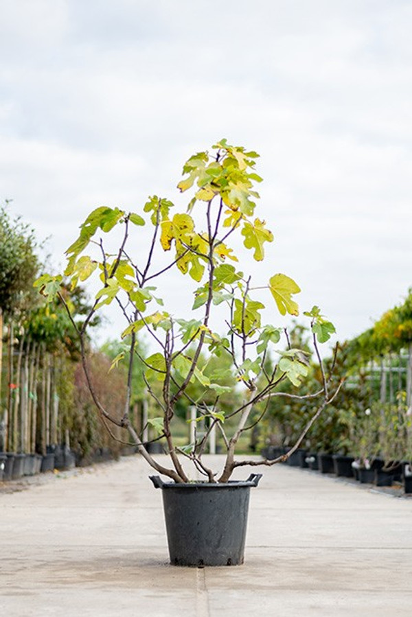 Ficus Carica

