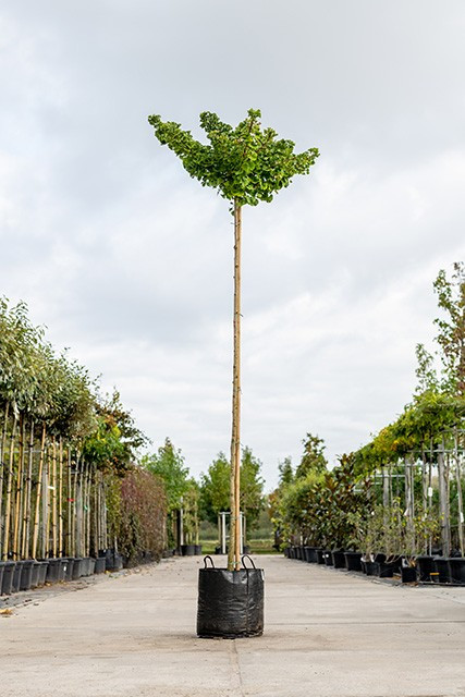Ginkgo Biloba