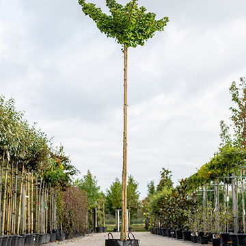 Ginkgo Biloba Kugelbaum Hochstamm Ginkgo Biloba Kugelbaum Hochstamm