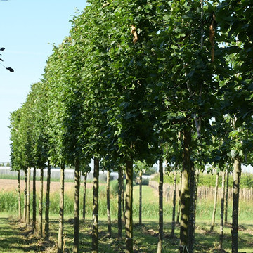 Alte Hainbuche Spalier
 Alte Hainbuche Spalier