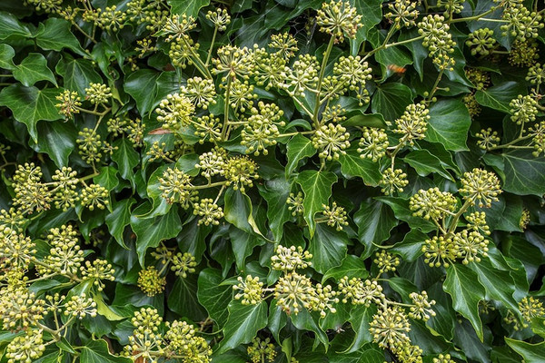 Heder helix Arborescens