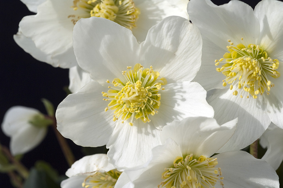 Helleborus Niger Christmas Carol