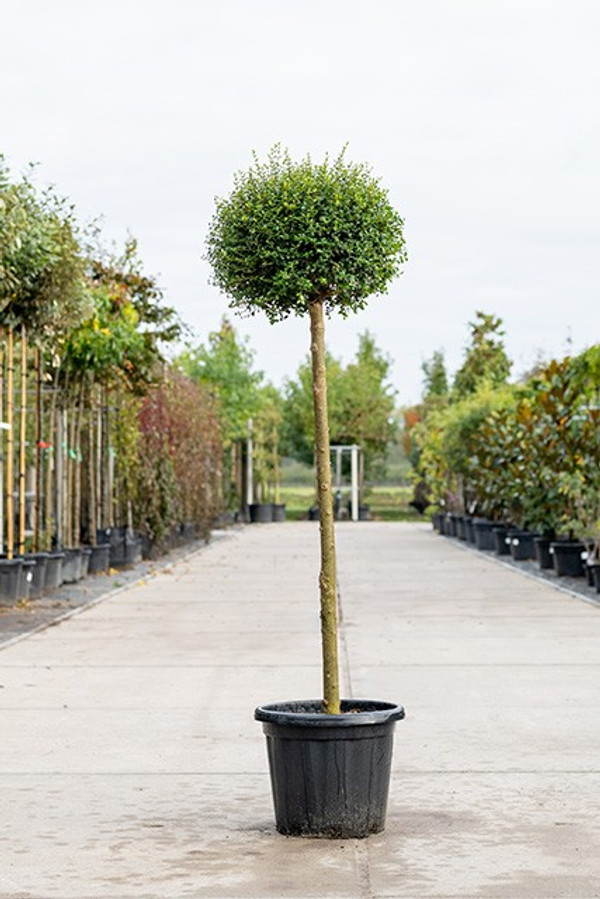Liguster Kugel | Ligustrum Jonandrum | Baumschuleonline.de