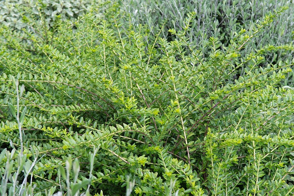 Lonicera Nitida Maigrun