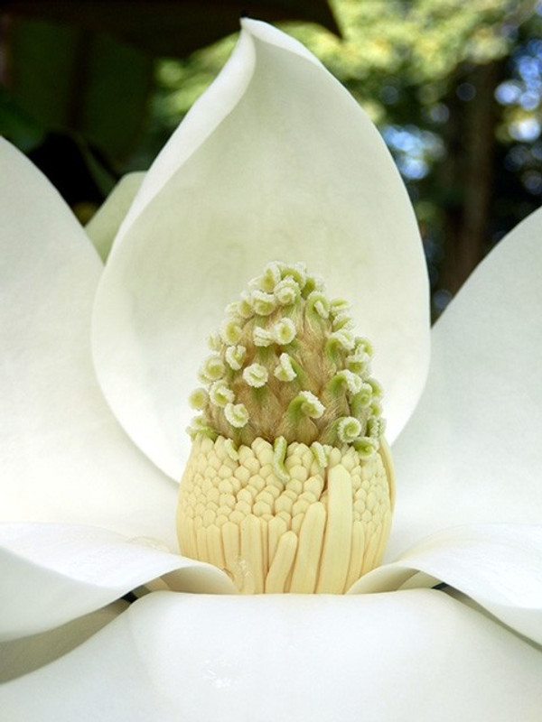 Immergrüne Magnolie Spalier