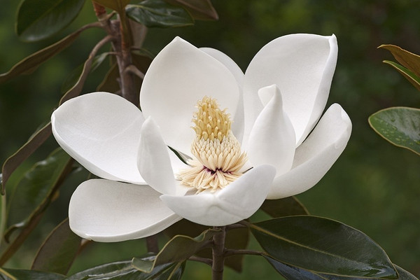 Magnolie Spalier Blüte