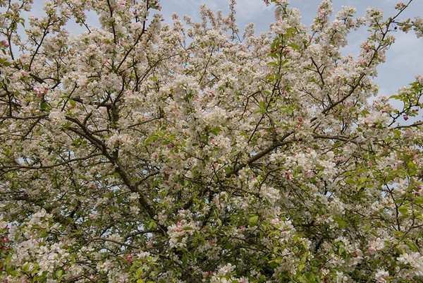 Malus Evereste Blüte