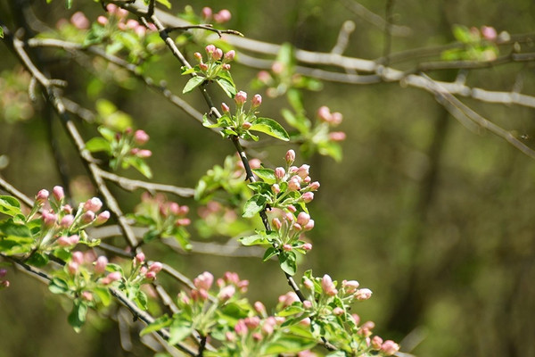 Malus red Splendor