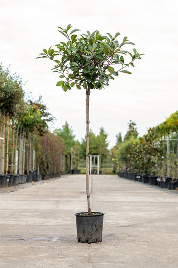 Photinia Red Robin Halbstamm| Glanzmispel blht im Frhjahr |  Baumschuleonline.de
