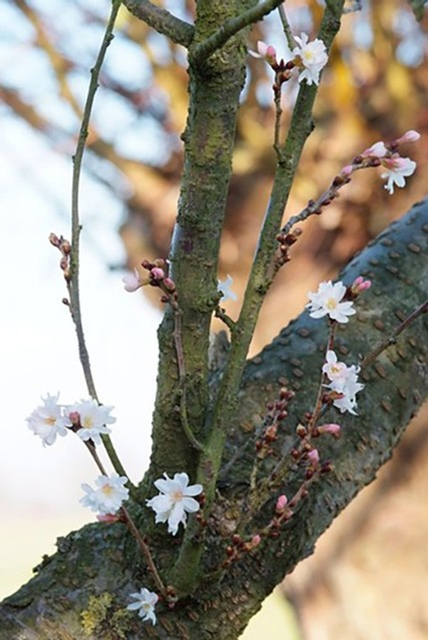 Winterkirsche Autumnalis
