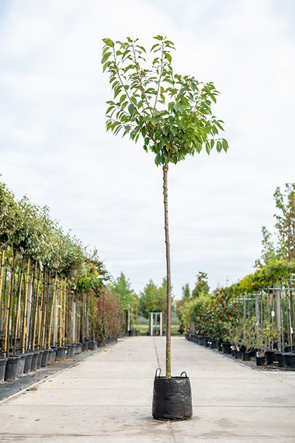 Prunus serrulata Kanzan op de kwekerij