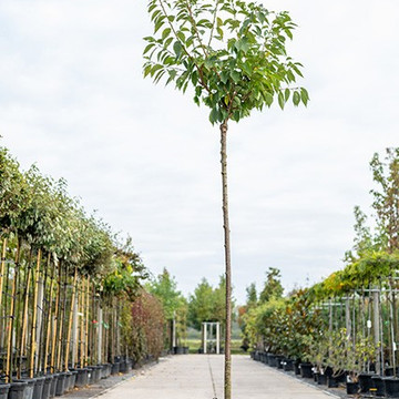Prunus serrulata Kanzan op de kwekerij Prunus serrulata Kanzan op de kwekerij