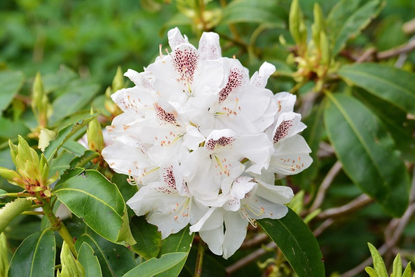 Rhododendron 'Porzellan' | Zwerg-Rhododendron