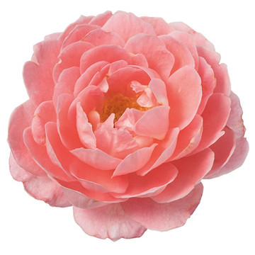 Eetbare Roos Spicy bloem Eetbare Roos Spicy bloem