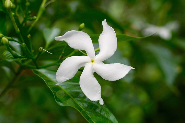 Sternjasmin blute