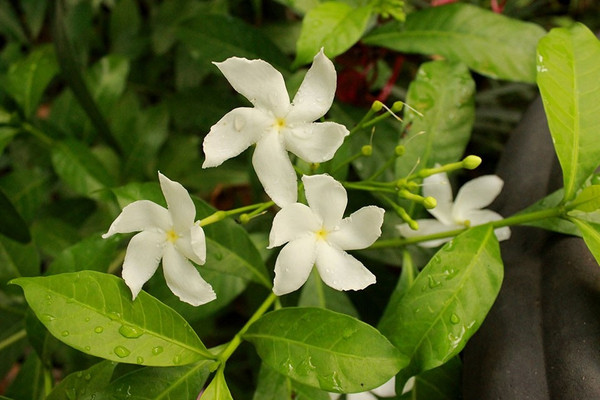 Trachelospermum jasminoides kaufen