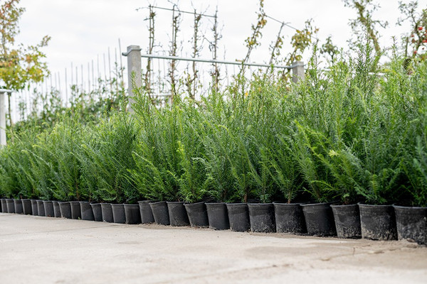 Taxus Baccata | Eibe | Baumschuleonline