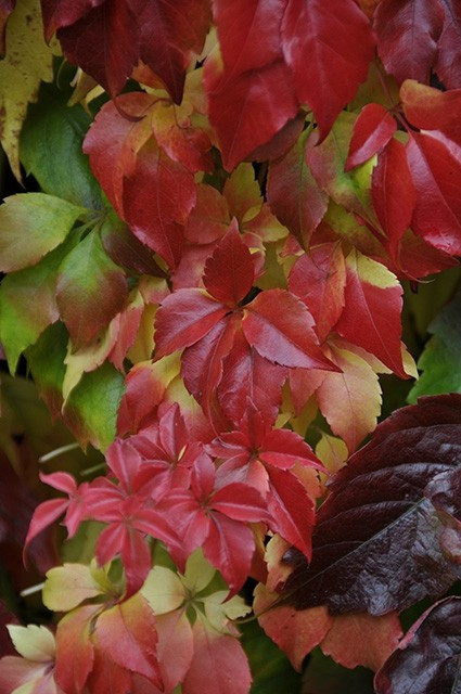 Wilde Wingerd Engelmannii 