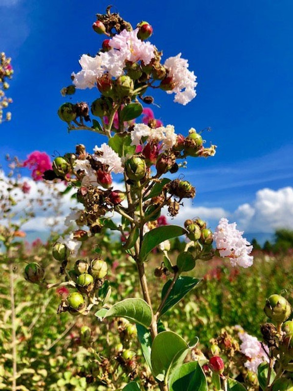 Lagerstroemia Nivea