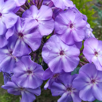 Phlox Blue Boy Phlox Blue Boy