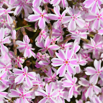 Phlox Candy Stripes Phlox Candy Stripes