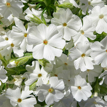 Phlox Maischnee Phlox Maischnee