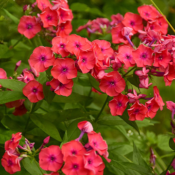 Phlox Orange Perfection in bloei Phlox Orange Perfection in bloei