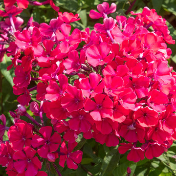 Phlox Starfire Phlox Starfire