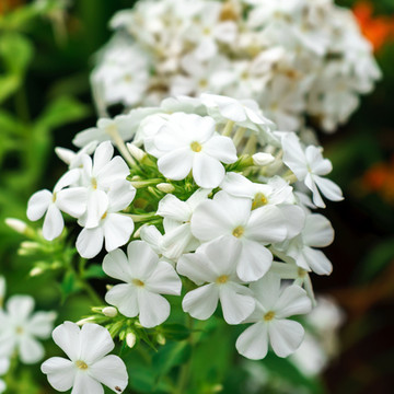 Phlox White Admiral Phlox White Admiral