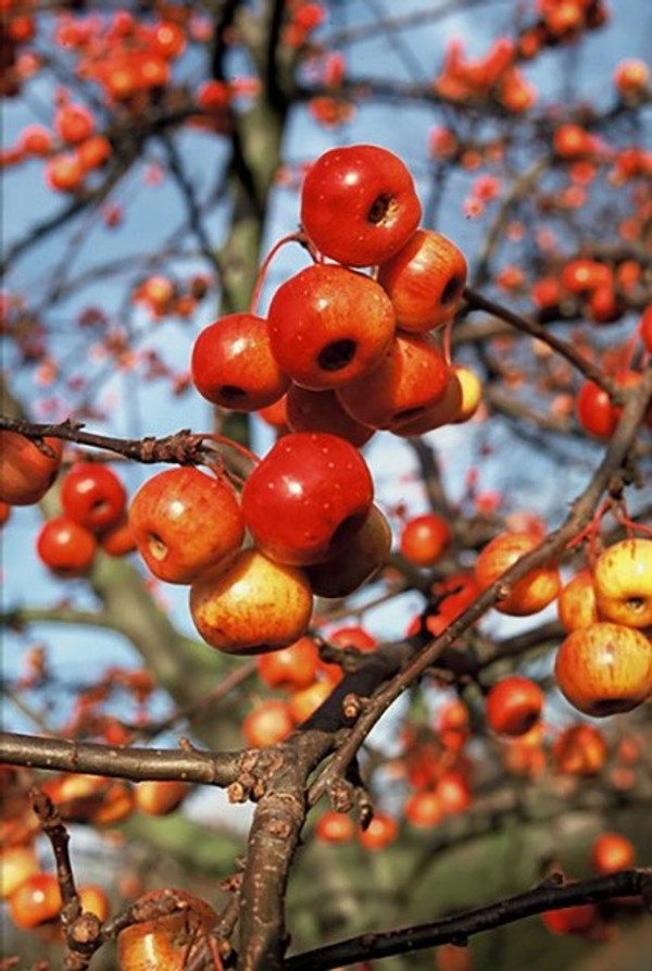 Malus Evereste Zierapfel