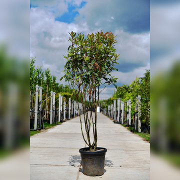 Photinia Crunchy MST Photinia Crunchy MST