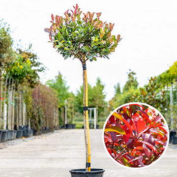 Photinia fraseri Little Red Robin Photinia fraseri Little Red Robin