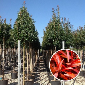 Photinia fraseri Red Robin 12/14 Photinia fraseri Red Robin 12/14