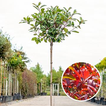 Halfstam Photinia fraseri 'red robin' Halfstam Photinia fraseri 'red robin'