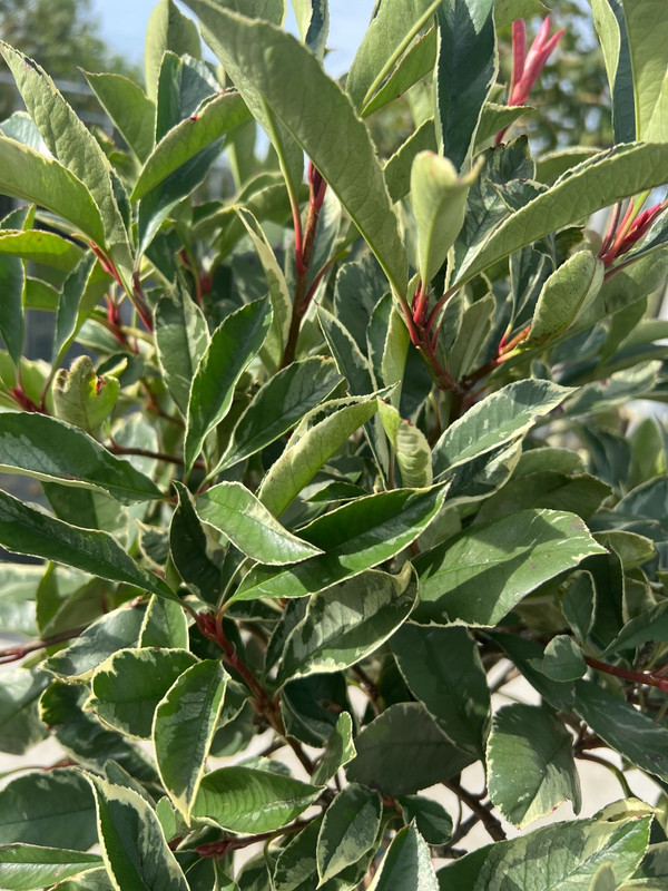 Glanzmispel Pink Marble | Photinia Fraseri | Weigrne Glanzmispel